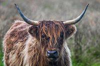 Schottischer Highlander