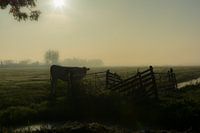 Lonely cow on a foggy morning