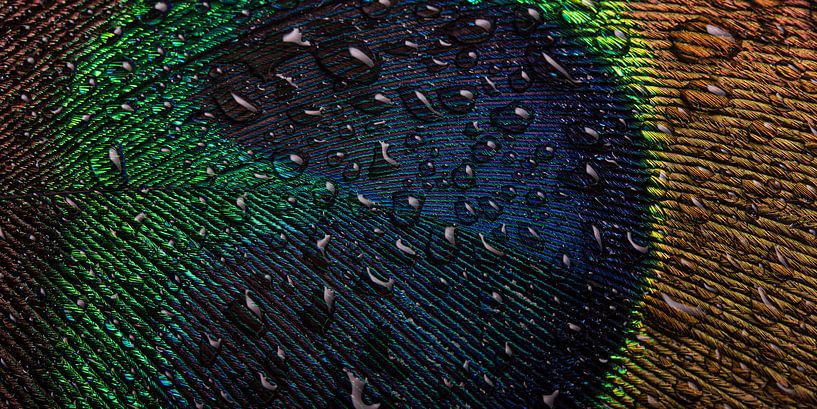 Peacock blue abstract: Droplets on a piece of a peacock feather by Marjolijn van den Berg