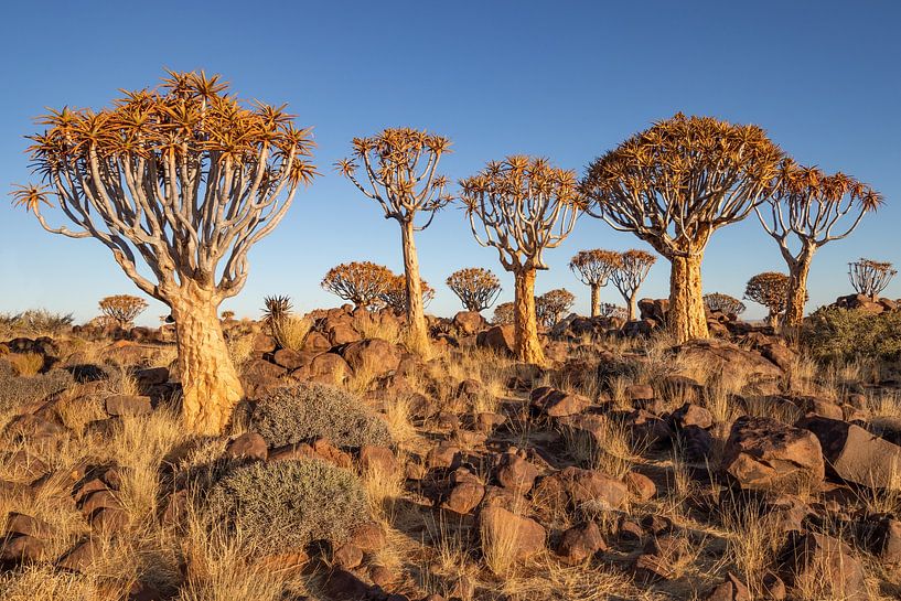 Röhrenbäume 4 von Albert Mendelewski