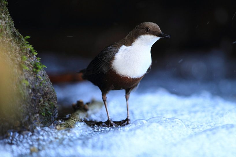 Wasseramsel Deutschland von Frank Fichtmüller