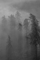 Mystische Waldlandschaft im Nebel