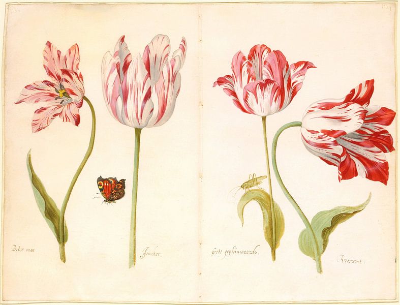 Tulpen, Jacob Marrell von Meisterhafte Meister