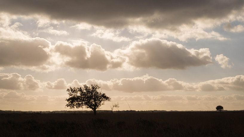 Paysage sinistre de la lande par Jacqueline Kroezen