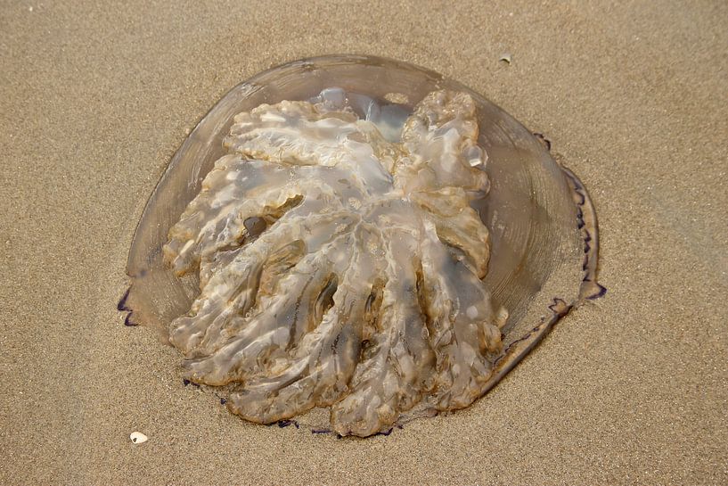 Kwal von Fotografia PB