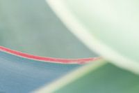 Abstract lijnenspel van een cactus detail