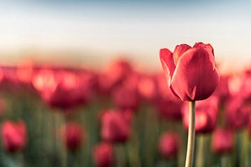 Fields of blooming red tulips during sunset in Holland by Sjoerd van der Wal Photography