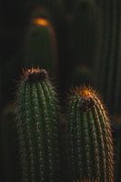 Les yeux de cactus en Australie