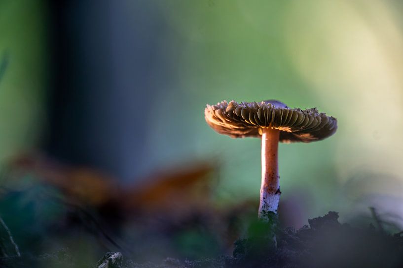 Mushroom park light by Willian Goedhart