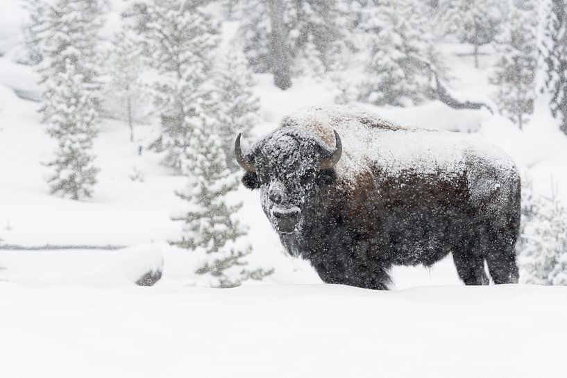 in de dichte sneeuw... Amerikaanse bizon *Bison bizon* van wunderbare Erde