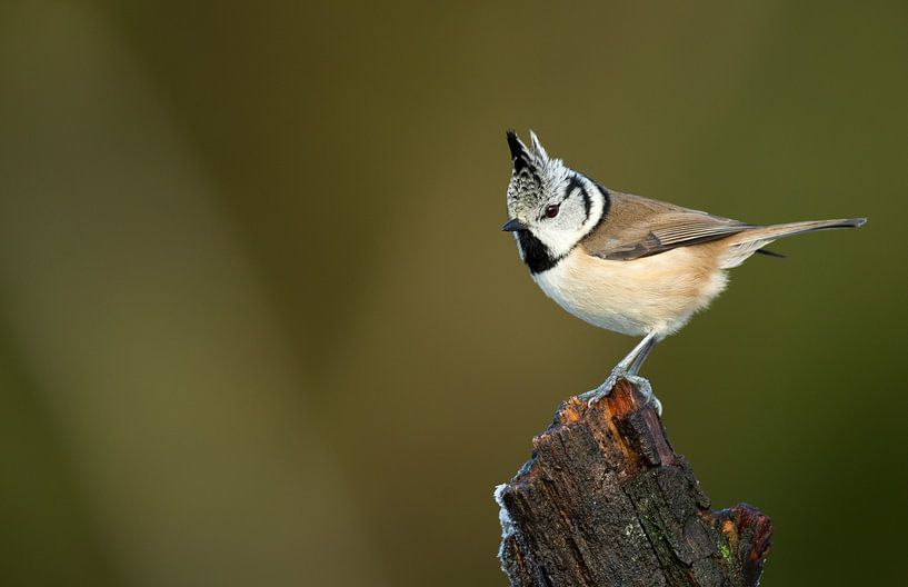 Haubenmeise von Rando Kromkamp Natuurfotograaf