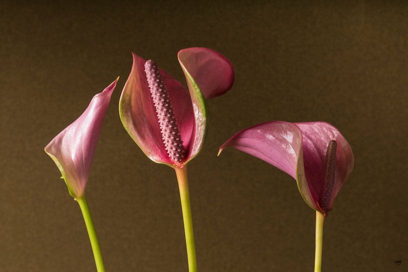 Anthurium par Lieke van Grinsven van Aarle