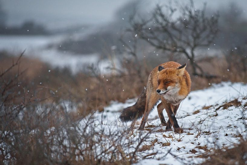 Fox in snow landscape by AudFocus - Audrey van der Hoorn