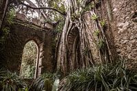 Overgrown ruin in Portugal