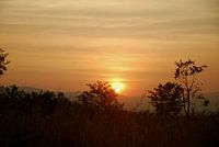 Evening glory in forest