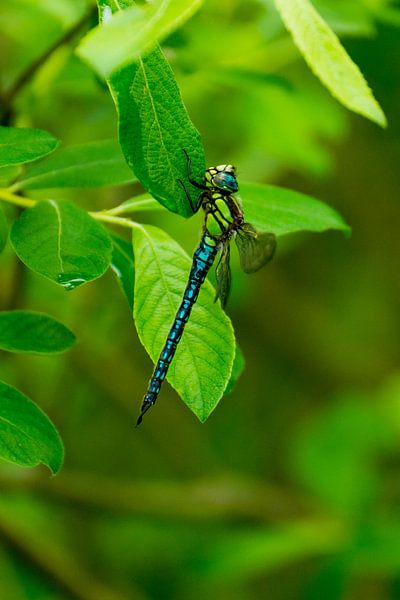 Libelle von Jouke Wijnstra Fotografie