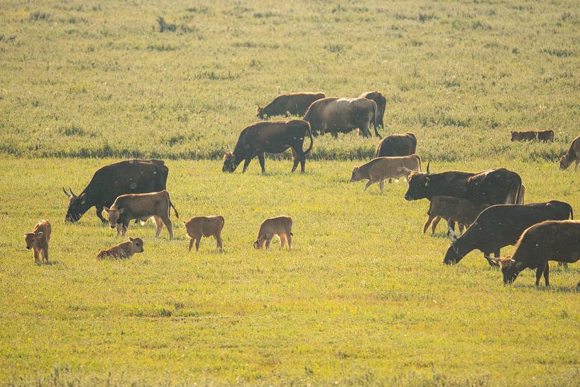 Heckrinder mit Kälbern von Louise Poortvliet