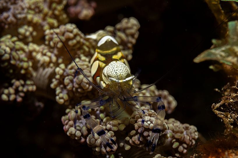 Srimp, Mabul Island, Malaysia by Travel Tips and Stories