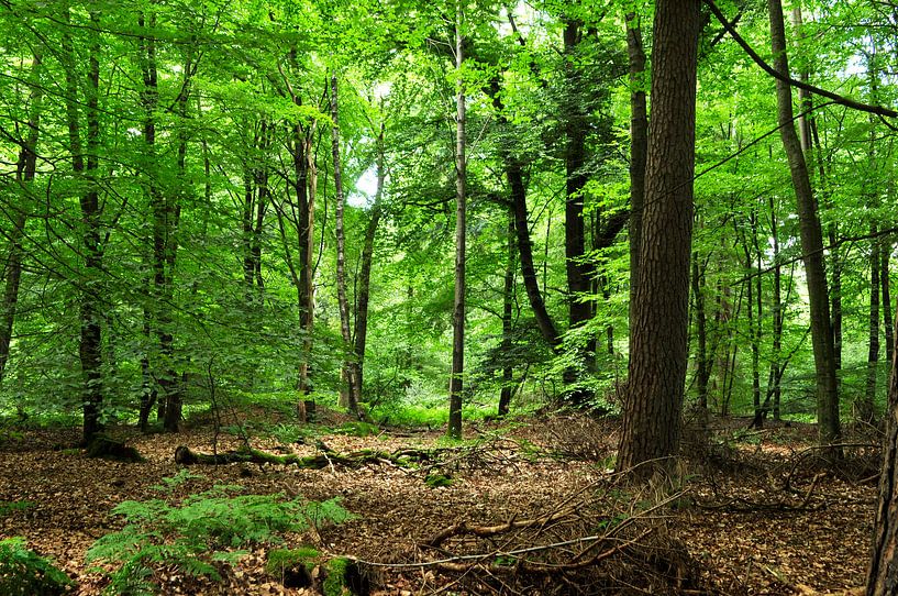 Beech forest by Corinne Welp