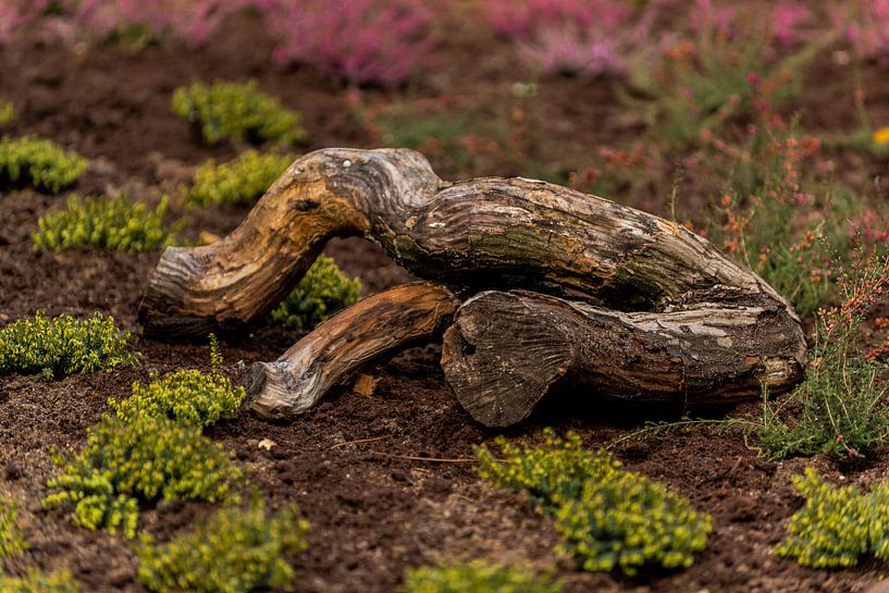 forestwalk by Dirk Herdramm