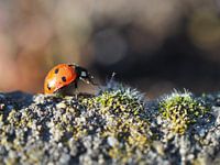 Ladybug on the walk....