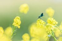 Meadow creek damselfly 