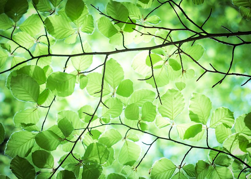 New Life by Joshua van Nierop