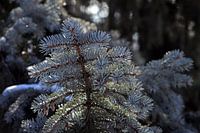 Branch of a blue spruce.