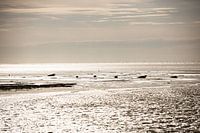 Phoques couchés sur un banc de sable.