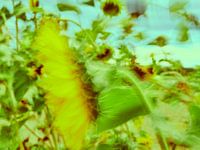 Sonnenblumen im Wind 6
