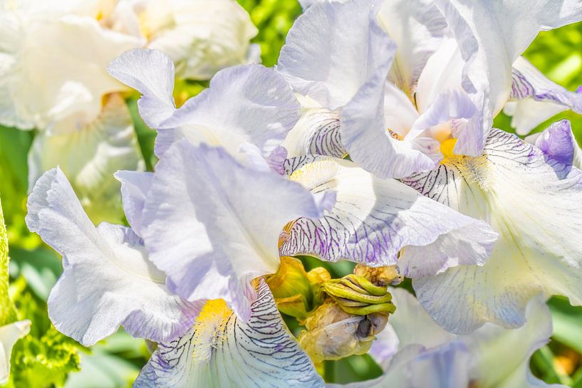 Hohe Schwertlilie - Iris - English Cottage von Mixed media vector arts