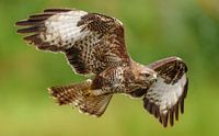 Fliegender Bussard.