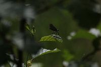 Der Drachen auf dem Blatt
