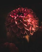 Dahlia