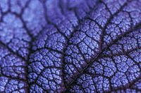 Gros plan détaillé d'une feuille violette