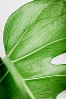 Monstera Deliciosa | Kunstdruck Pflanze |