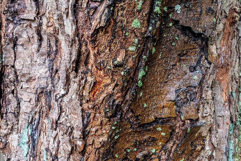 Bark #5 by Don Fonzarelli