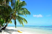 Palm tree and a tropical white sand beach