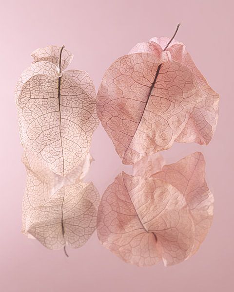 Zarte, pastellfarbene, zerbrechliche Blätter von Marjolijn van den Berg