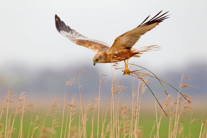 Rohrweihe von Mark van der Walle