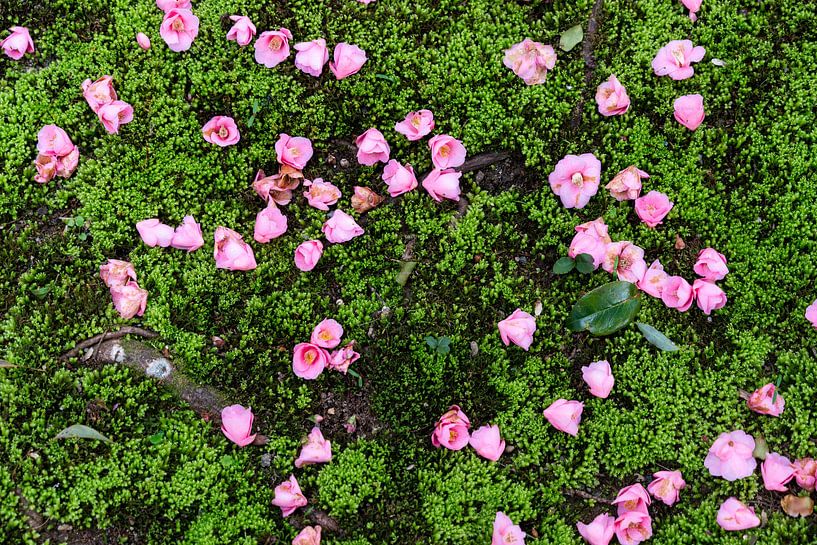 Des fleurs dans la mousse par Mickéle Godderis