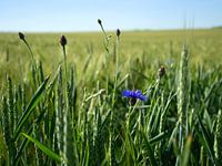 Kornblume in französischer Landschaft