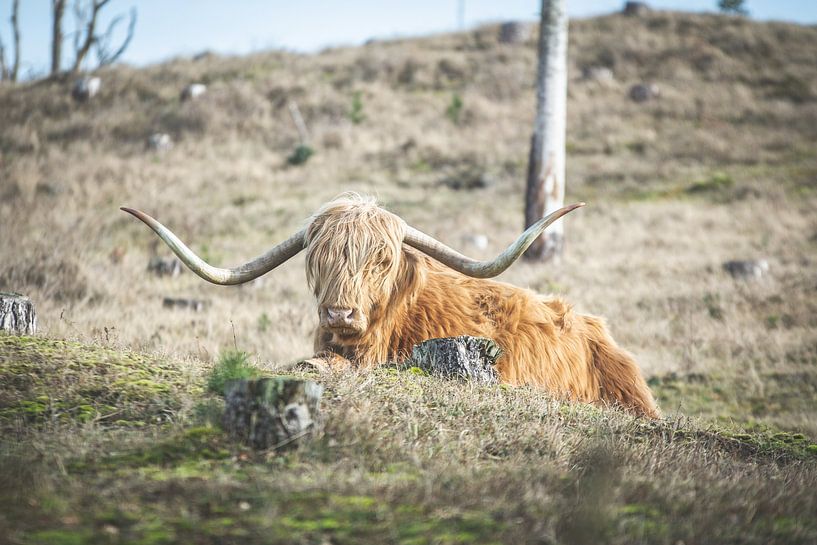 Scottish Highlander in the dunes by Marjolijn Barten