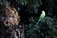 Halsbandsittich im Vondelpark