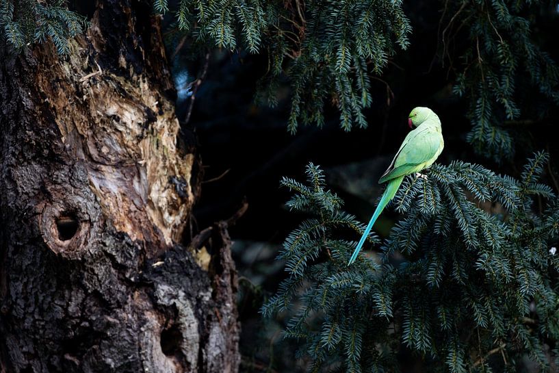 Halsbandsittich im Vondelpark von Andius Teijgeler