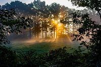 Foggy morning in golden sunlight.