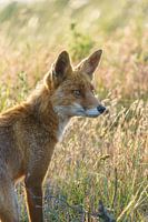 Fox in Golden Hour.