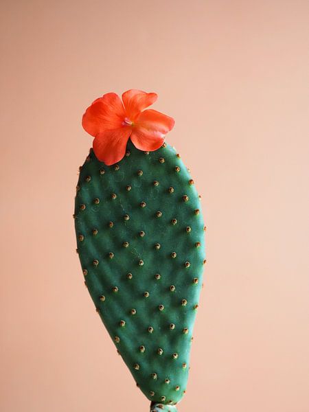 Cactus flower flower power contrast by raisa haveman