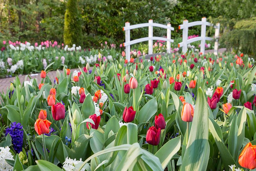 Different colored tulips with little white wooden bridge by Ben Schonewille