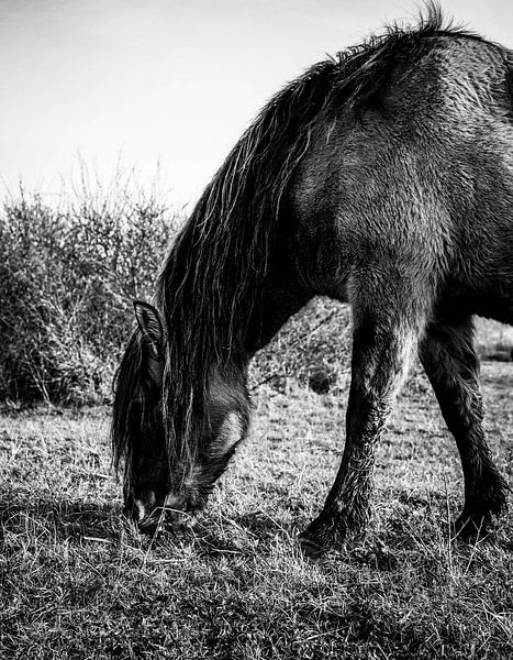 Konik Pferd von Amber van der Velden